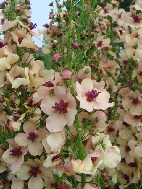 Verbascum x 'Southern Charms' fleur